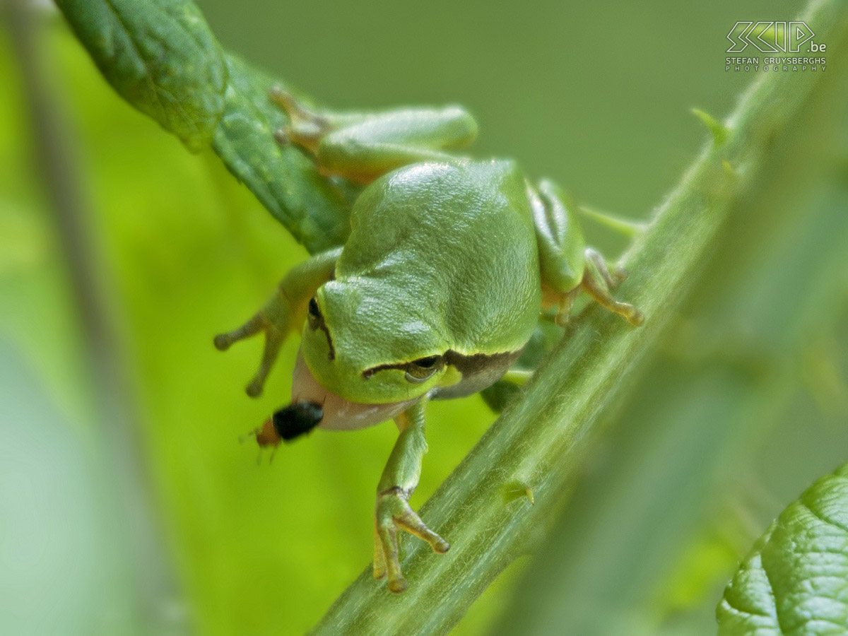 Boomkikkers Foto's van enkele boomkikkers (Hyla arborea) in een natuurgebied in Nederlands Limburg. De kikkertjes zijn maar 3 tot 4 centimeter groot.  Stefan Cruysberghs